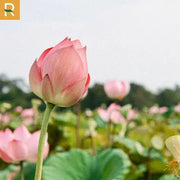 N??c sen H?u Giang Cocoon - Rosslyn